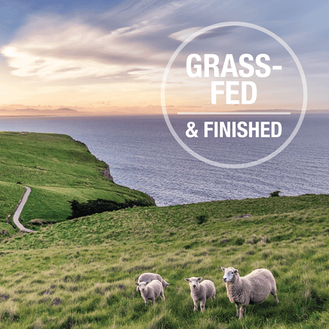 Grass-Fed Lamb Feast All Lifestage Wet Dog Food