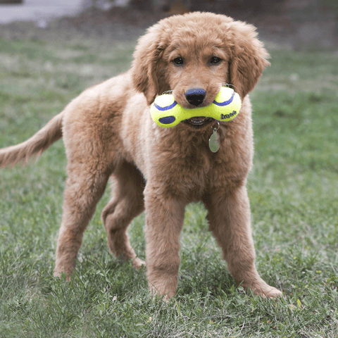 Airdog Squeaker Dumbbell