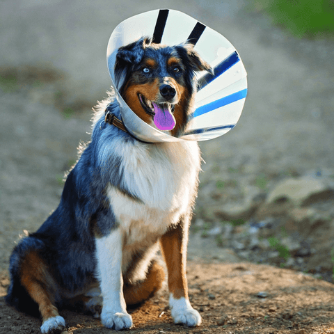 Ez Clear Recovery Cone Collar for Dogs