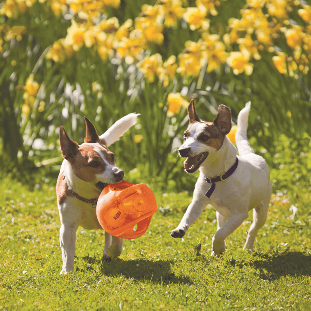 Jumbler Ball Dog Toy