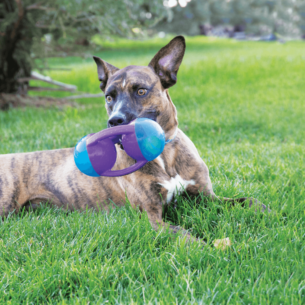 Jumbler Disc Fetch Dog Toy