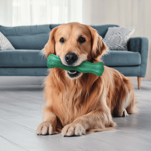 Squeezz Dental Stick