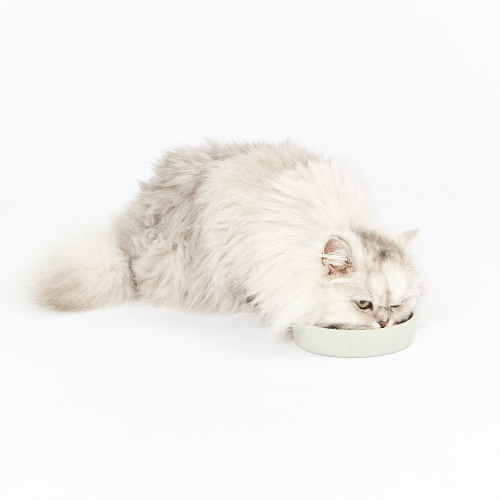 Cat Feeding Bowl Cloud