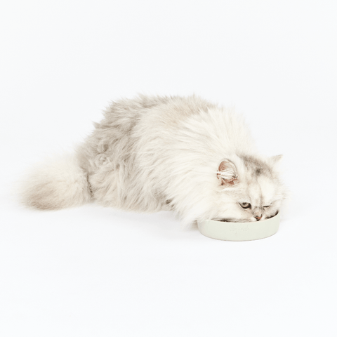 Cat Feeding Bowl Cloud