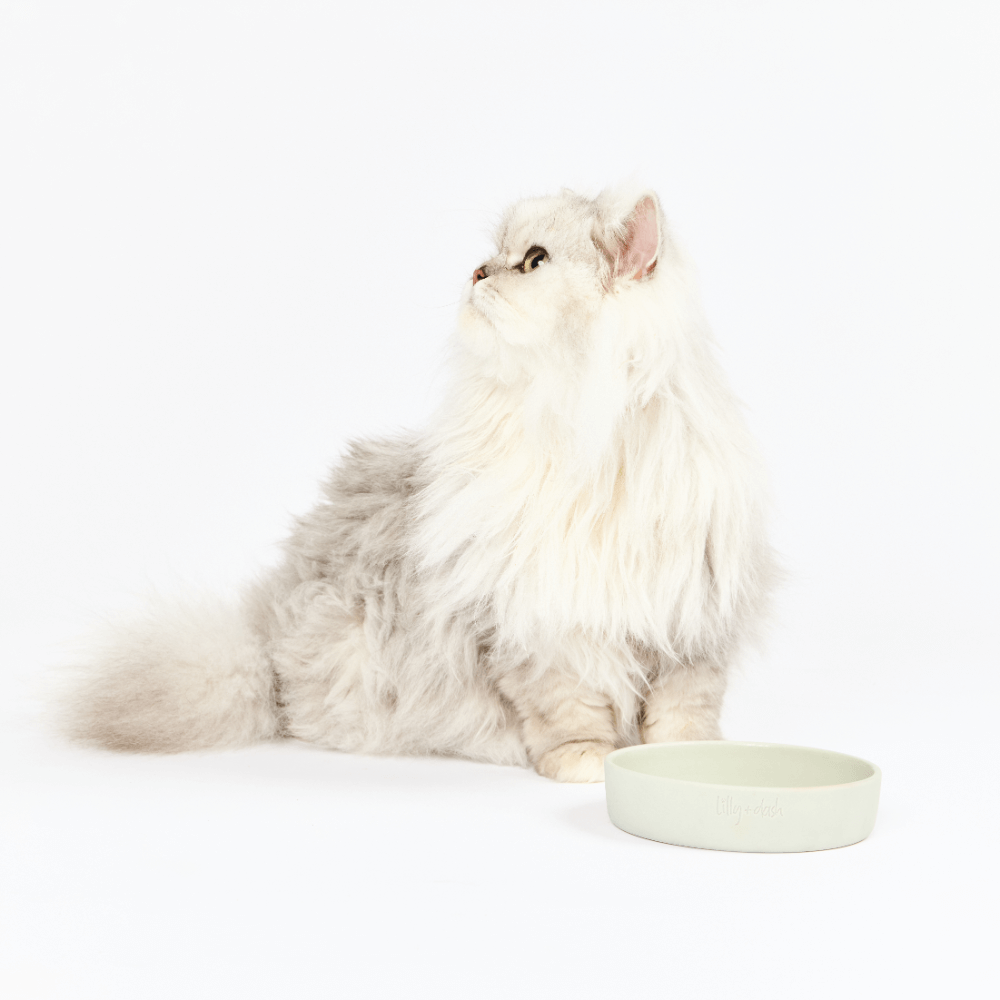 Cat Feeding Bowl Cloud