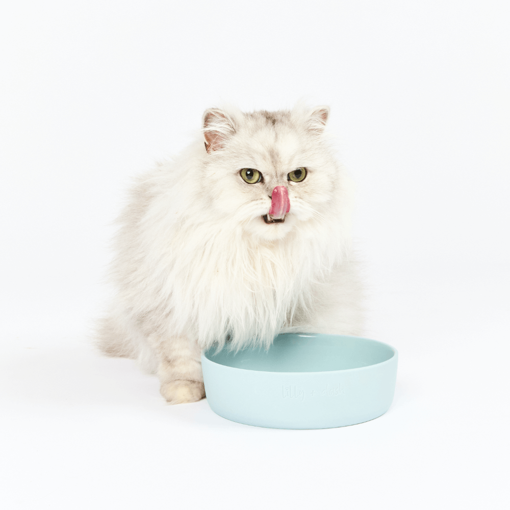 Cat Feeding Bowl Sky