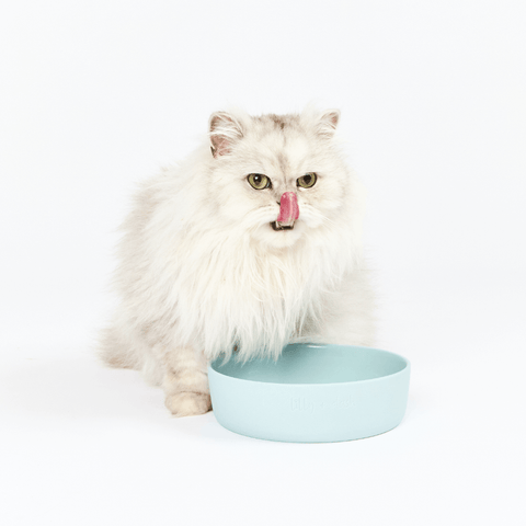 Cat Feeding Bowl Sky