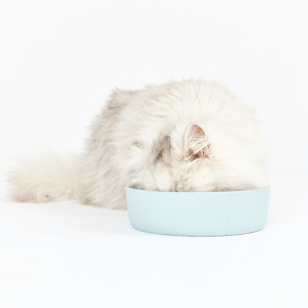 Cat Feeding Bowl Sky
