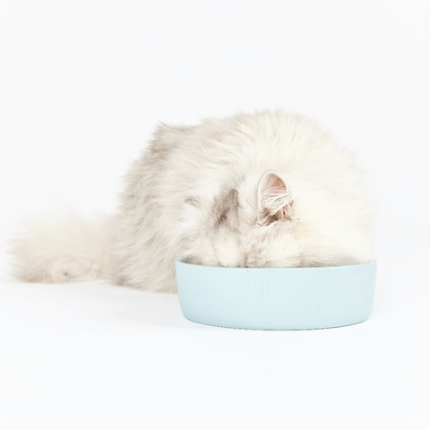 Cat Feeding Bowl Sky