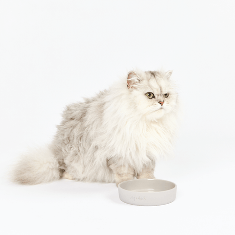 Cat Feeding Bowl Slate