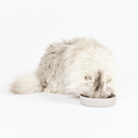 Cat Feeding Bowl Slate