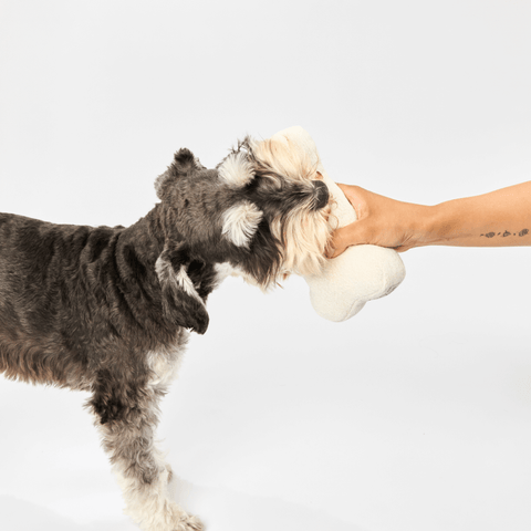 Dog Bone Toy Milk