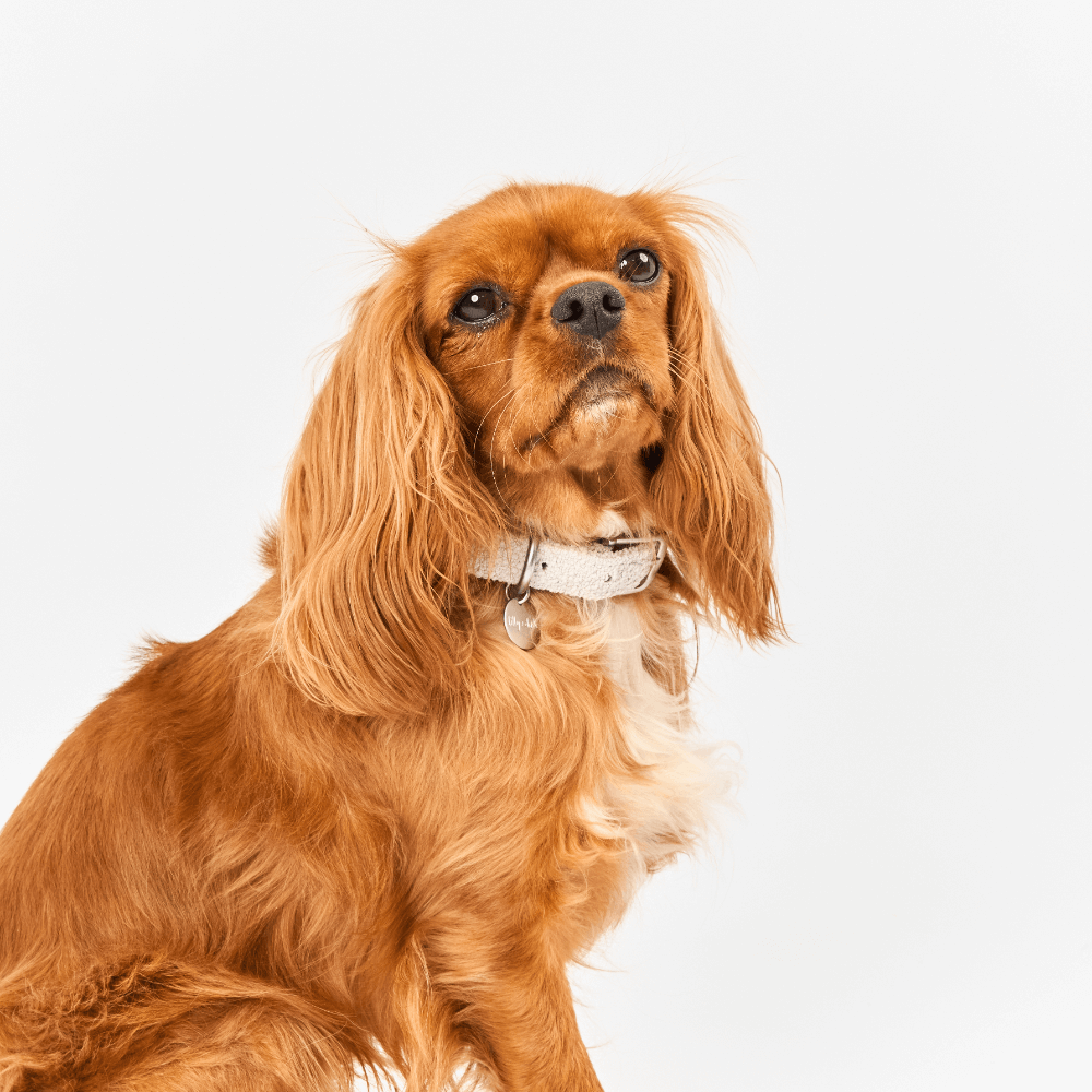 Boucle Dog Collar in Cloud Grey
