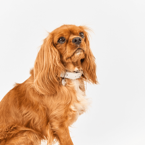 Boucle Dog Collar in Cloud Grey