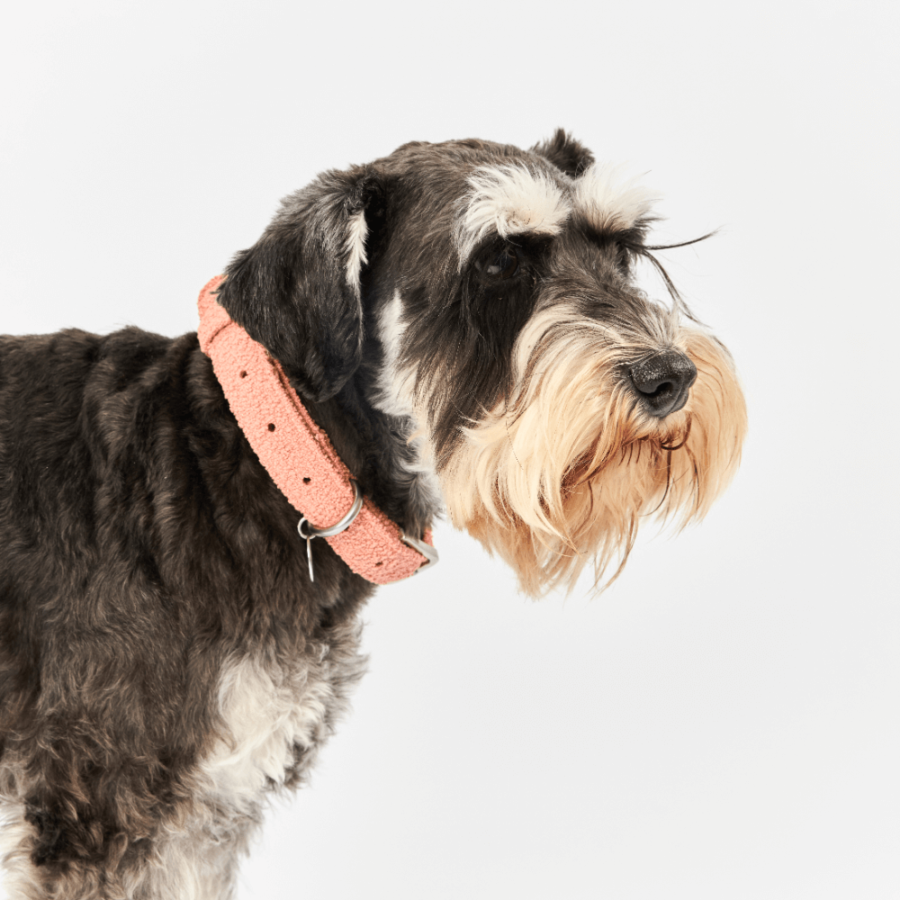 Boucle Dog Collar in Terracotta Pink