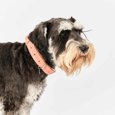 Boucle Dog Collar in Terracotta Pink