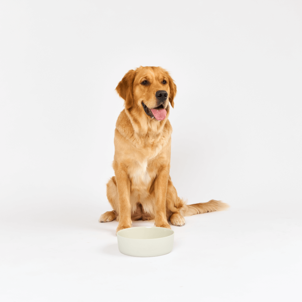 Dog Feeding Bowl Cloud