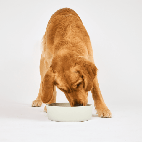 Dog Feeding Bowl Cloud
