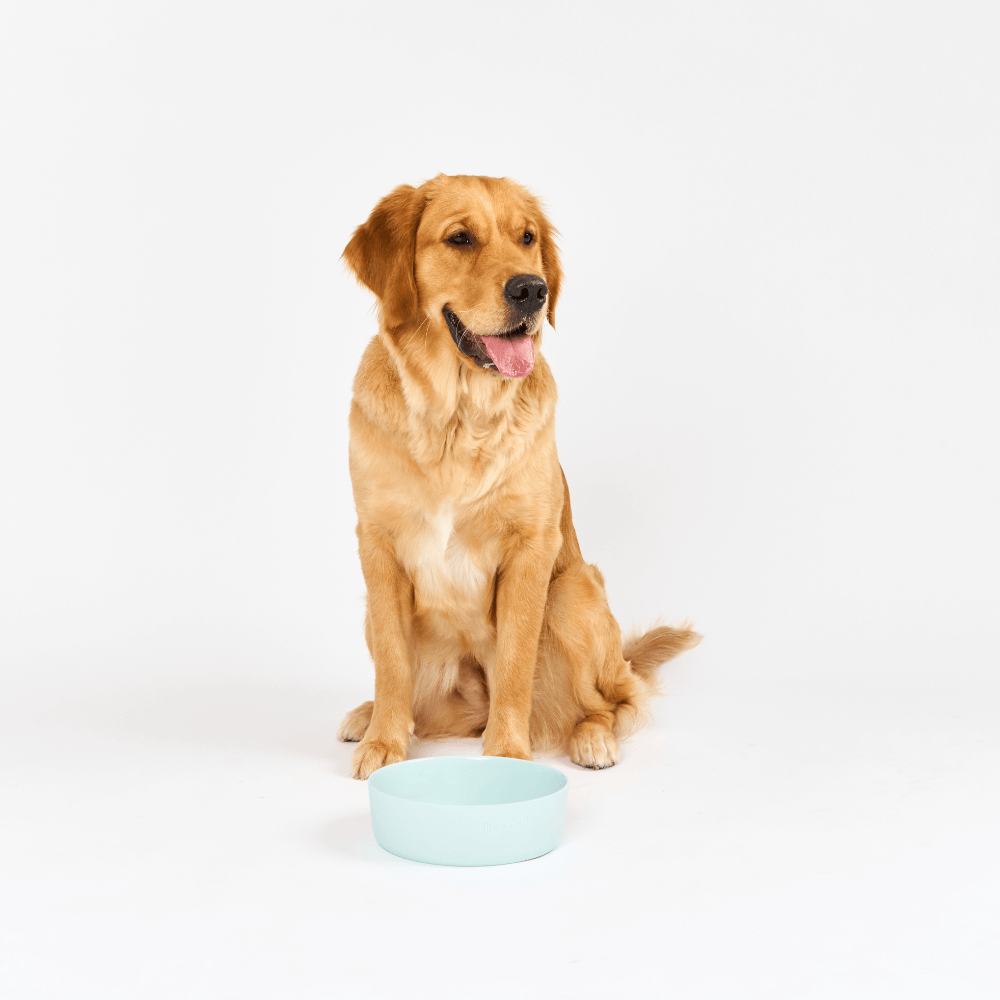 Dog Feeding Bowl Sky