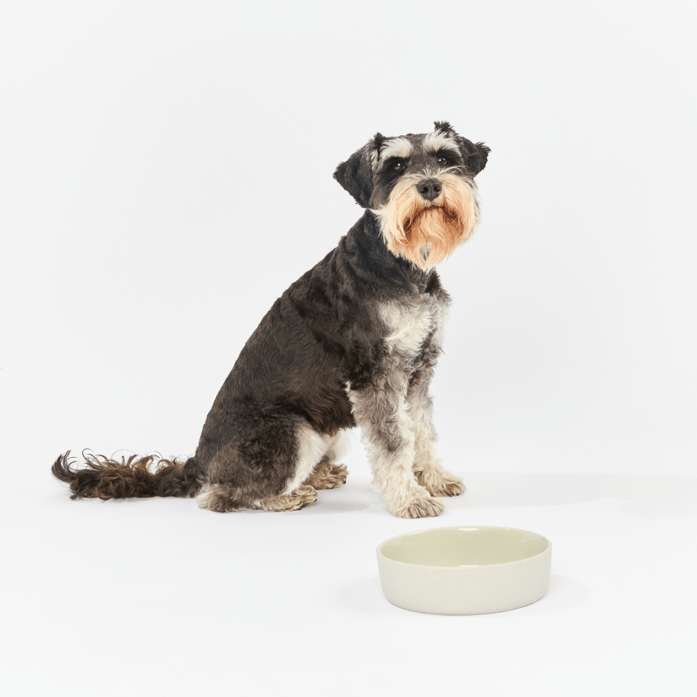 Dog Feeding Bowl Slate