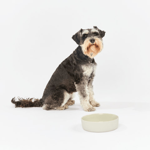 Dog Feeding Bowl Slate