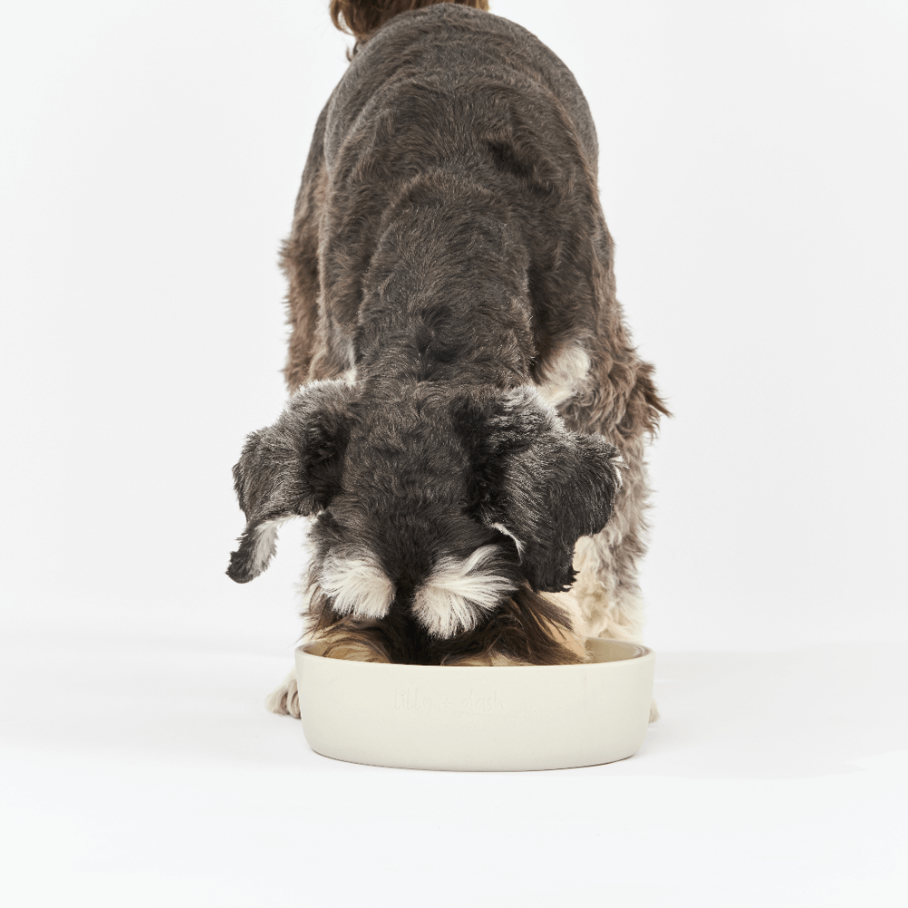 Dog Feeding Bowl Slate