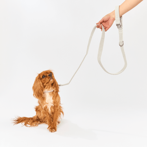 Boucle Dog Lead in Cloud