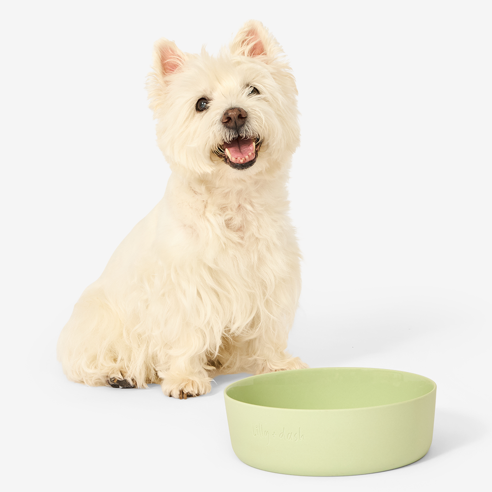Pet Bowl Dog Mint Feeding Bowl