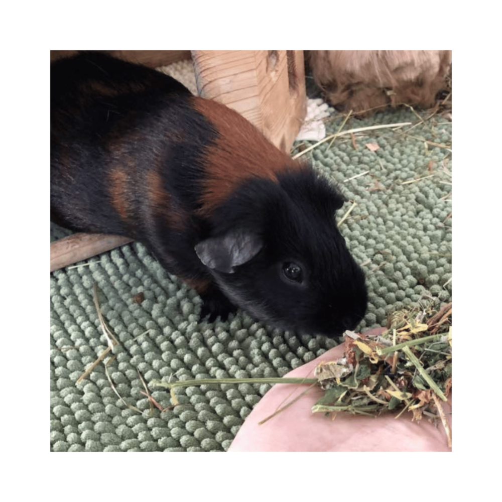 Farm Fresh Harvest Blend Gas Relief Forage for Small Pets