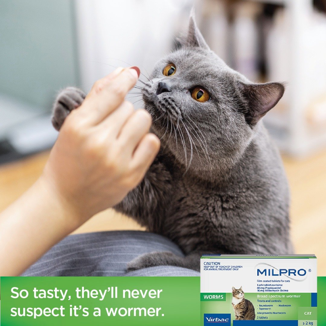 Broad Spectrum Allwormer Tablets For Cats