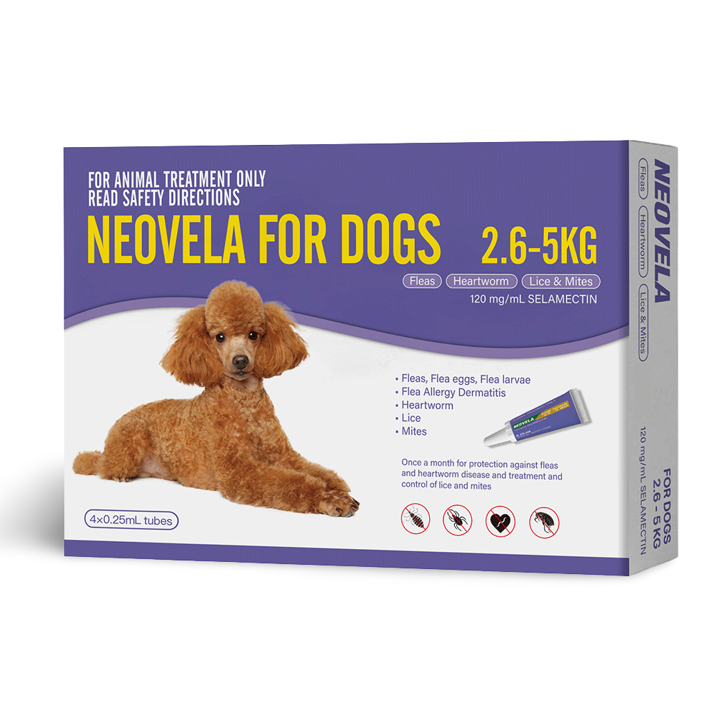 Flea And Worming For Small Dogs