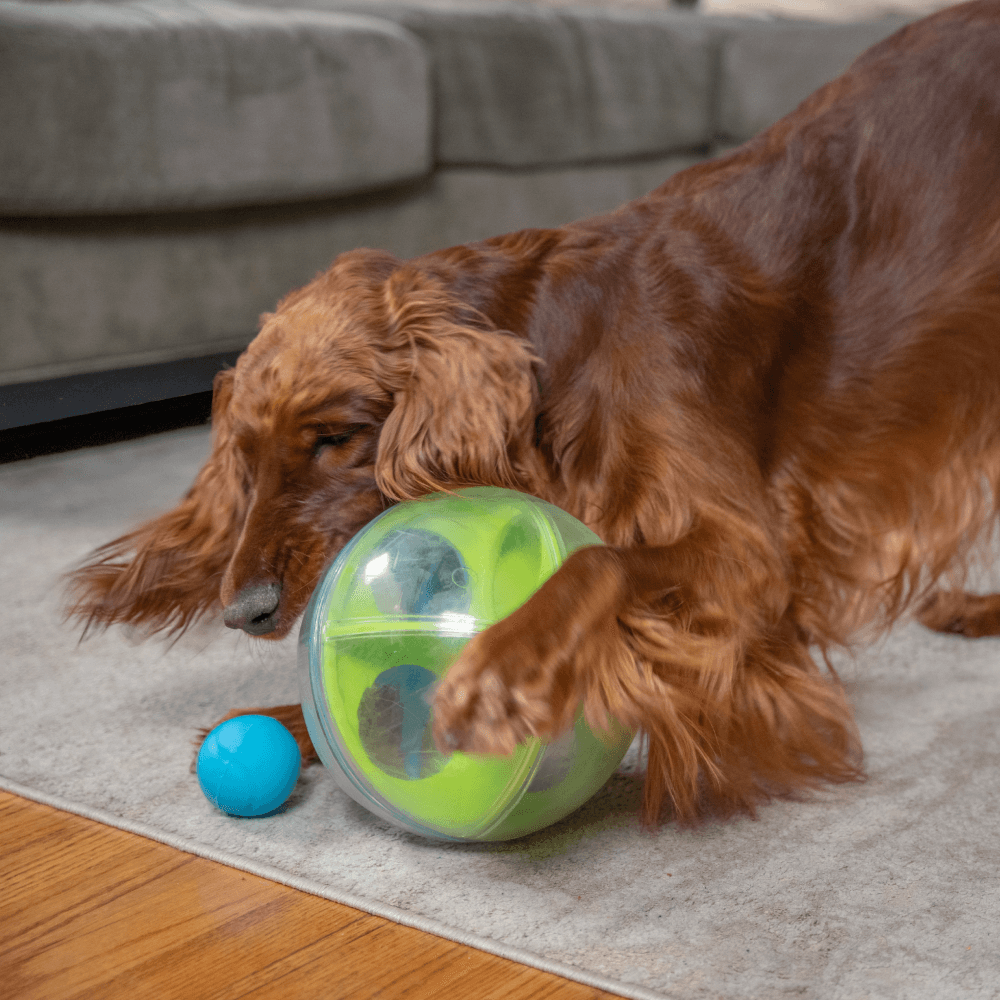 A Maze Ball Interactive Puzzle Dog Toy