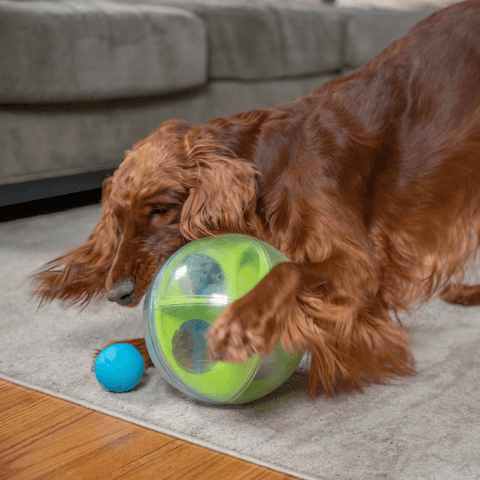 A Maze Ball Interactive Puzzle Dog Toy
