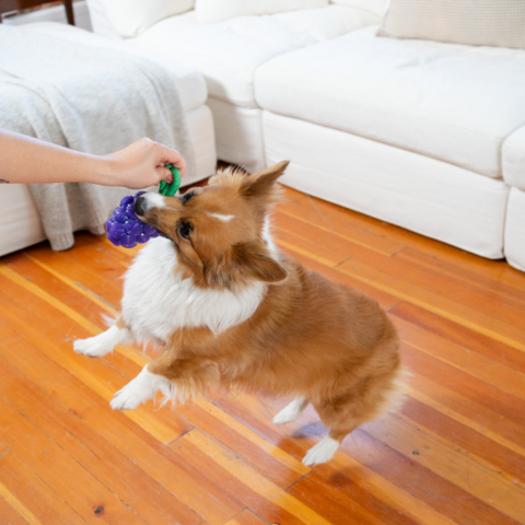 Nina Ottosson Dental Grapes Treat Dispensing Dog Chew Toys