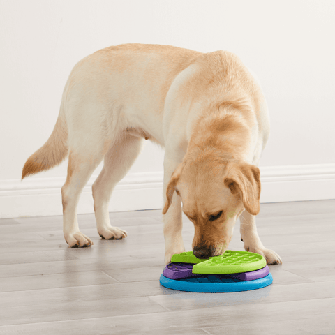 Lickin Layers Puzzle Dog Toy