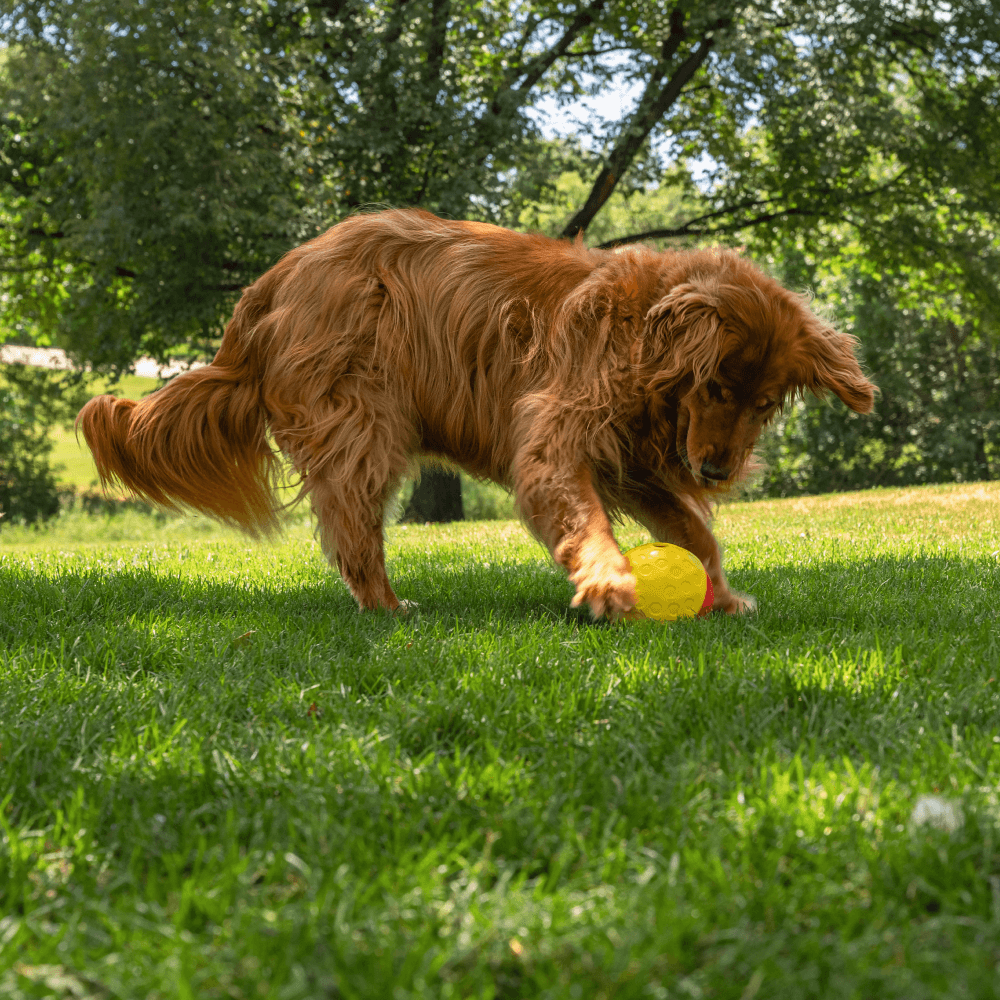 Treat Tumble Dispensing Large Dog Toy