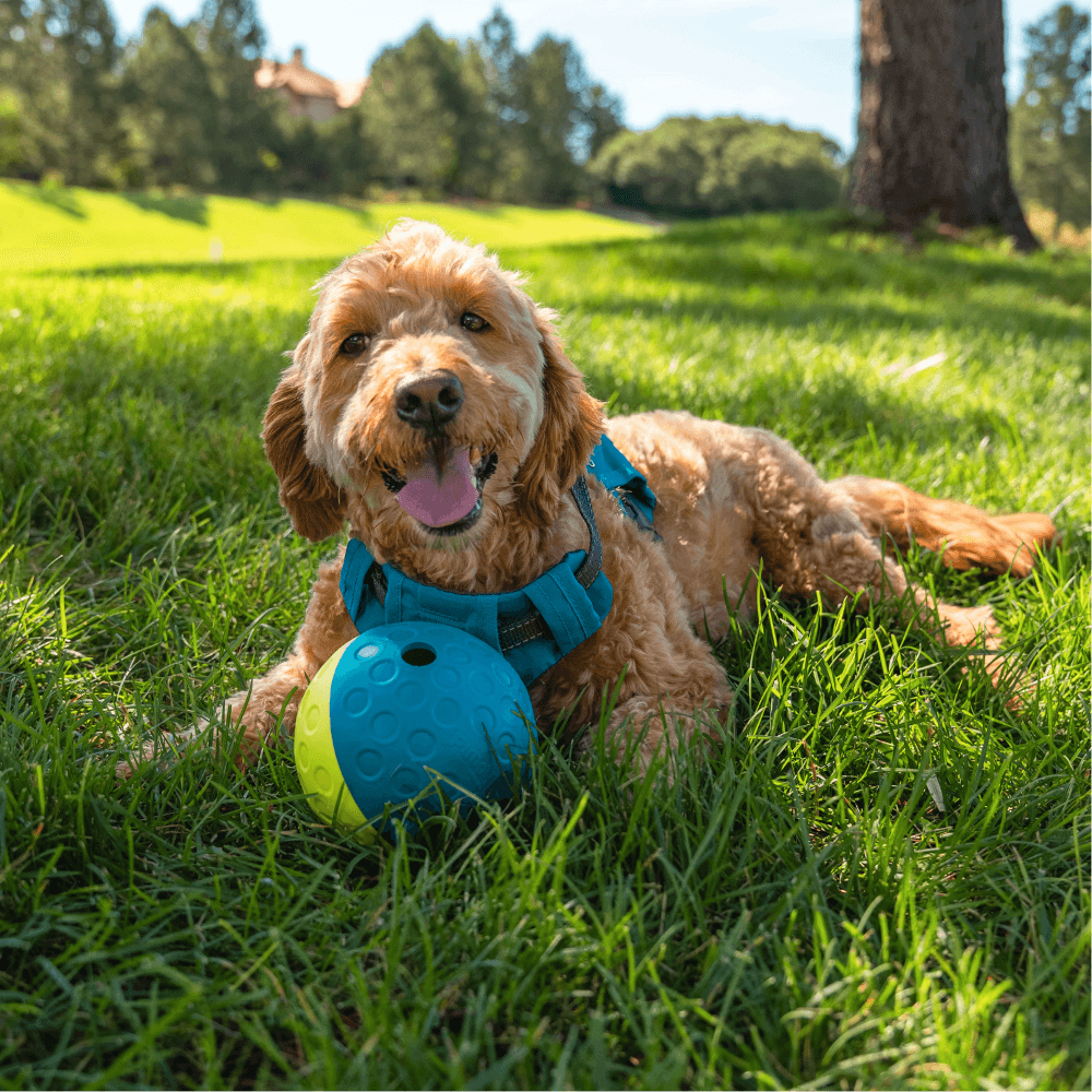 Treat Tumble Dispensing Small Dog Toy