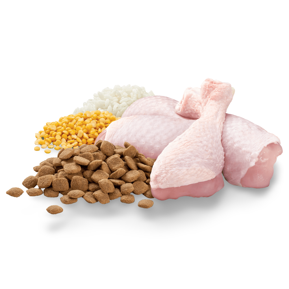 Adult Healthy Weight Dry Dog Food Chicken Vegetables And Rice