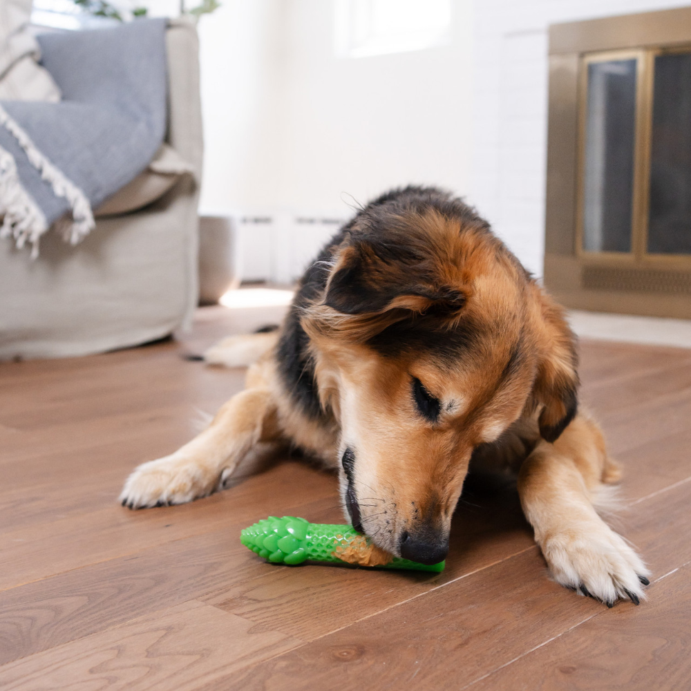 Outward Hound Dental Asparagus Dog Chew Toy