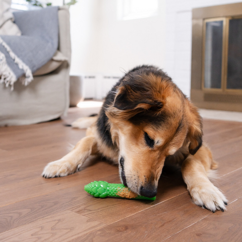 Outward Hound Dental Asparagus Dog Chew Toy