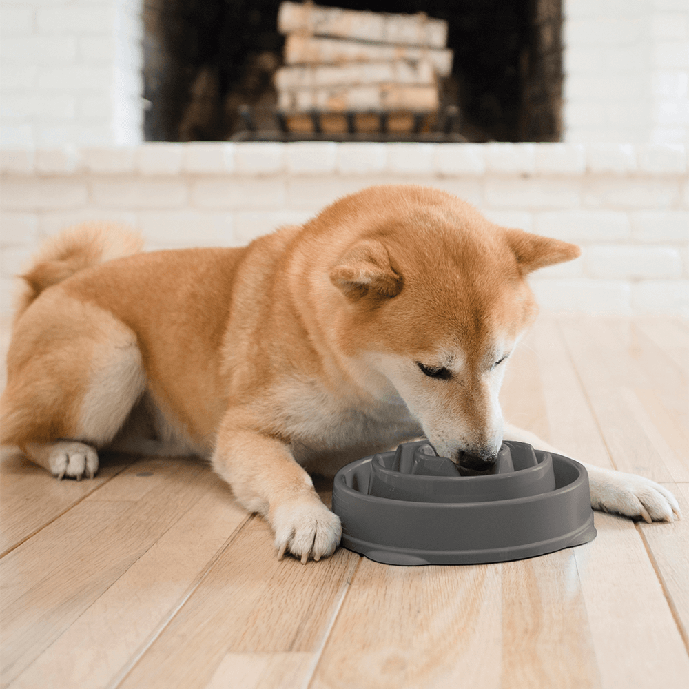Fun Feeder Slo Bowl Grey