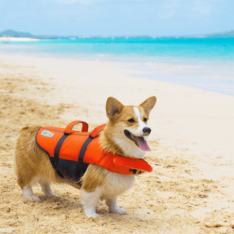 Ripstop Granby Splash Dog Life Jacket