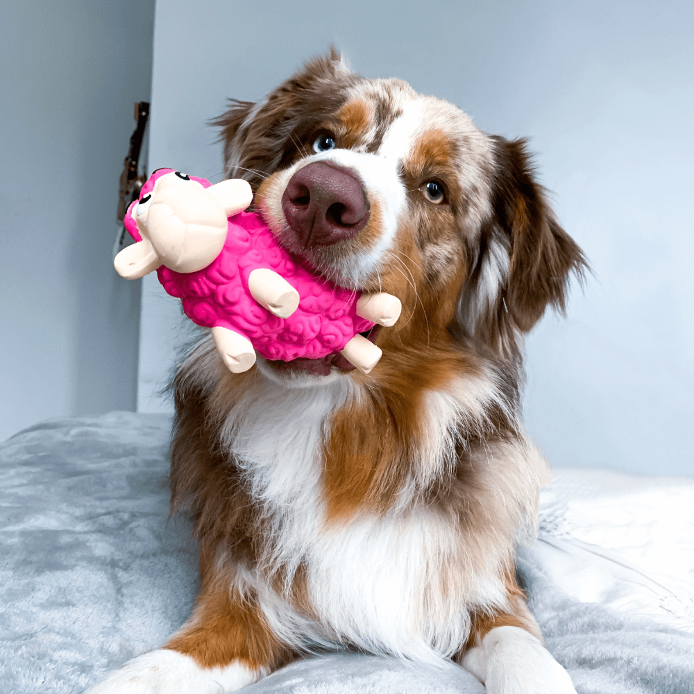 Tootiez Sheep Dog Toy