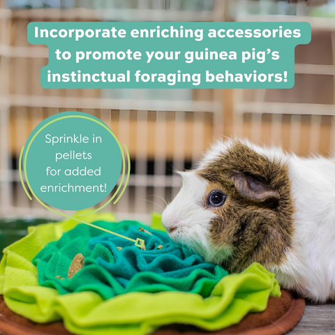 Essentials Senior Guinea Pig Food With Aging Digestive Support