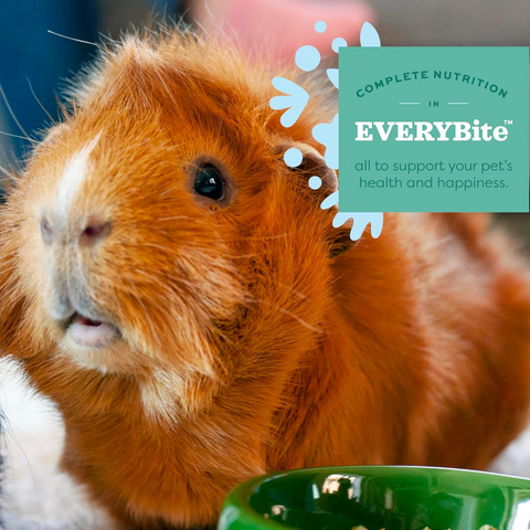 Essentials Senior Guinea Pig Food With Aging Digestive Support