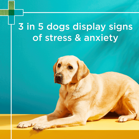 Complete Calm Chews for Dogs