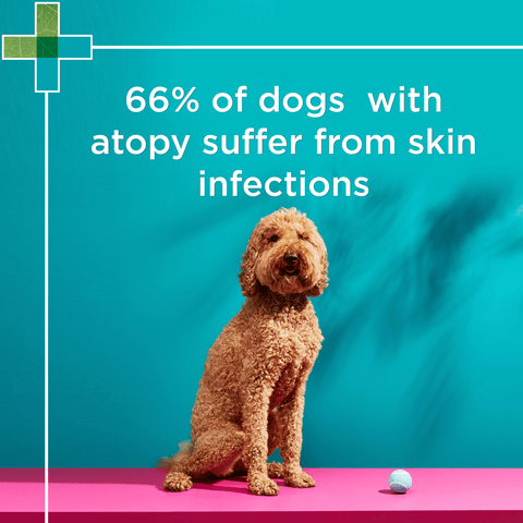 Mediderm Gentle Medicated Shampoo for Pets