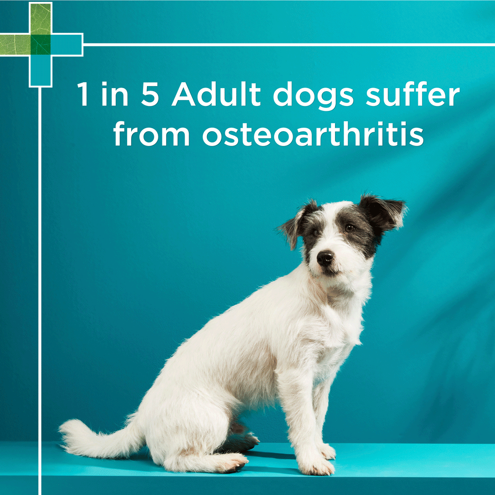 Osteocare Chews For Small Dogs