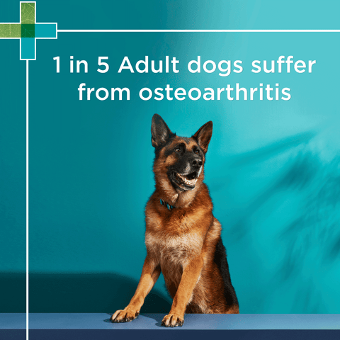 Osteocare Joint Protect Chews for Dogs