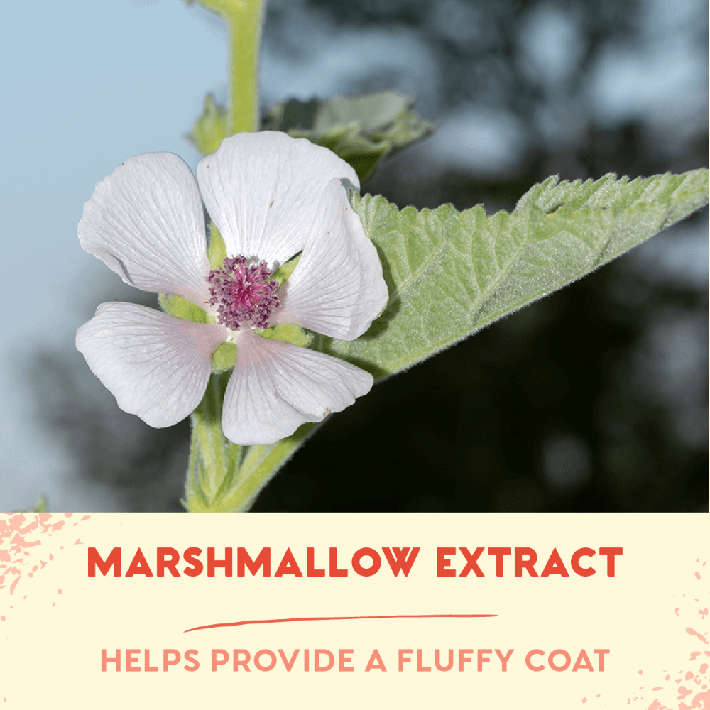 Birthday Sparkle Edition Cotton Candy Shampoo